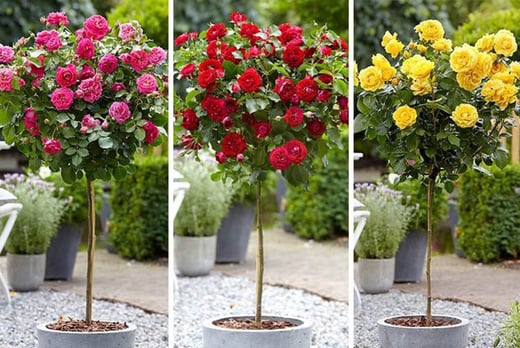 patio rose plants for sale