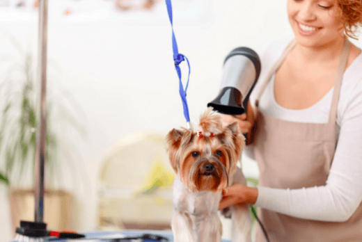 Animal Grooming Course Wowcher