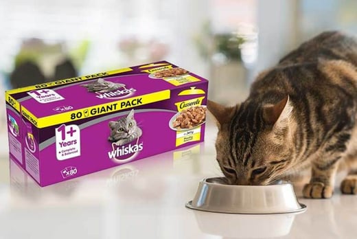 deals cats london