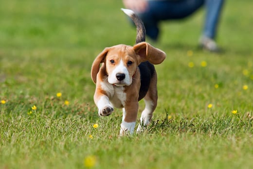Dog Commands For Beginners