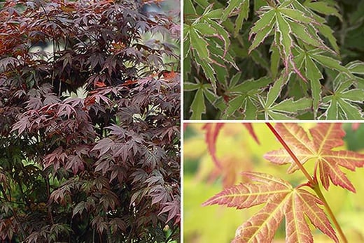 Japanese Maple Trees Kent Wowcher   567218 