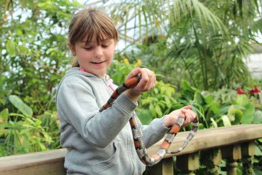 Animal Experience For 1 2 Or 4 Tropical Butterfly House