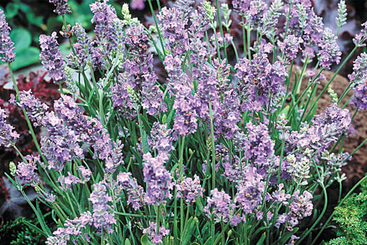 English Lavender Plants - Wowcher