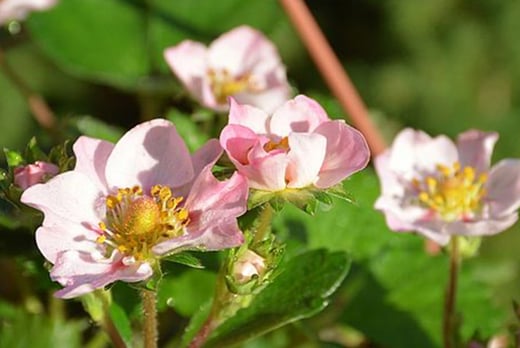 Strawberry ‘Gasana’ Plants - Wowcher