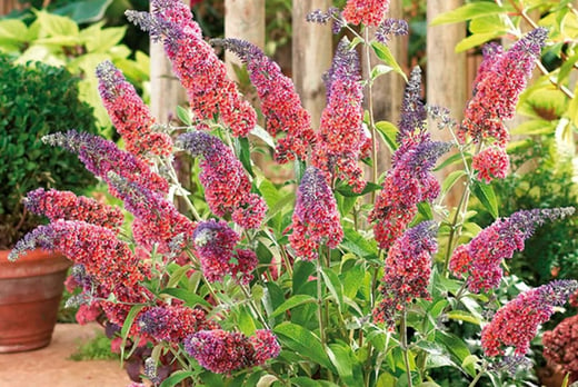 Buddleia Flower Power Plants Shop Wowcher