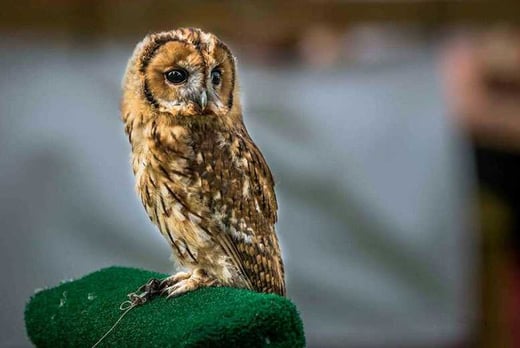 Birds of Prey Experience Deal - Cambridge - Wowcher