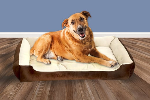 medium size dog beds for sale