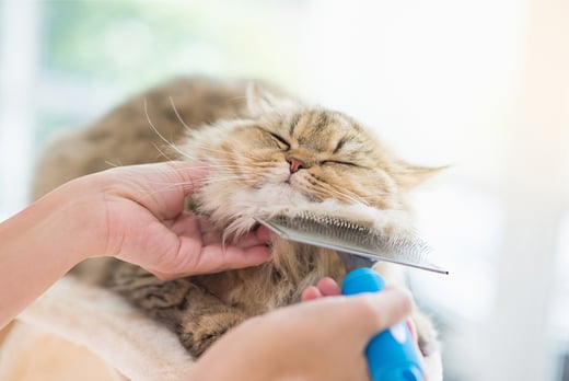 Essential Cat & Kitten Care – Online Course - ICOES Accredited 