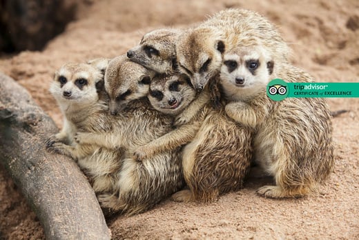 Meerkat Experience for 2 Voucher