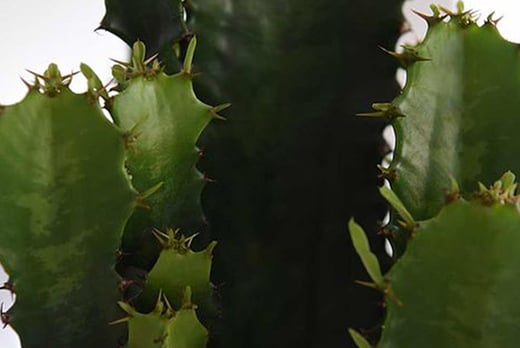 Mini-Cactus-Collection-14