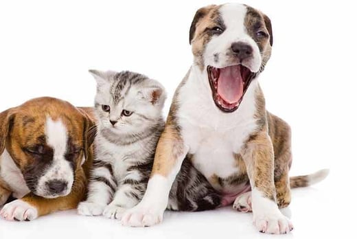 Advanced Pet Intolerance Test Deal