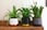 THOMPSON-MORGAN-Purifying-Plant-Collection-1
