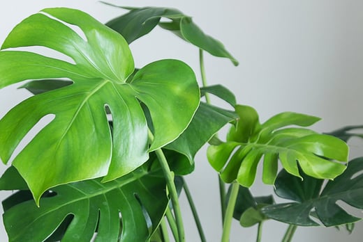 Monstera Deliciosa House Plant Offer - LivingSocial