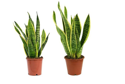 Variegated Snake Plant Voucher | Plants & Flowers deals in London