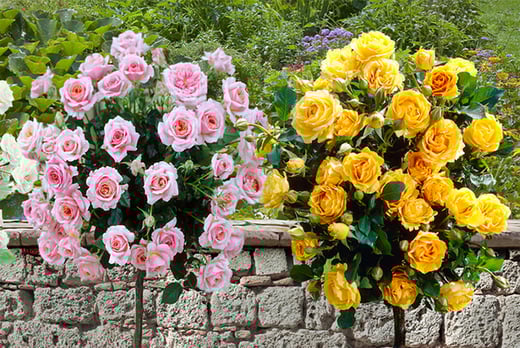 patio rose plants for sale