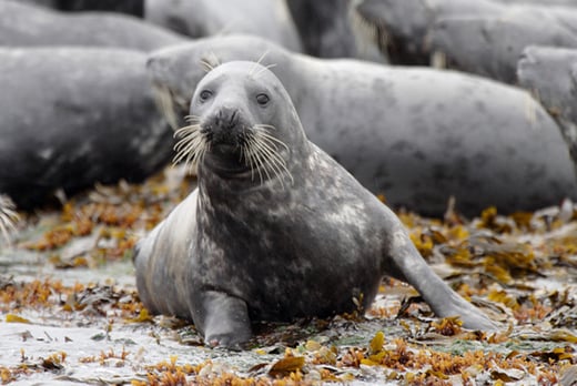 2hr Seal & Puffin Powerboat Tour - Liverpool - Wowcher