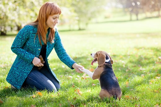 online-animal-psychology-course-leeds