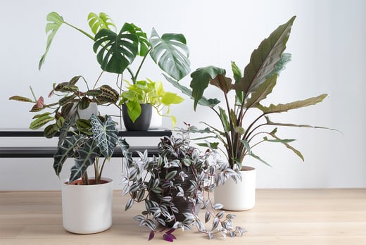 Indoor Plant Care Online Course Voucher - Birmingham - LivingSocial