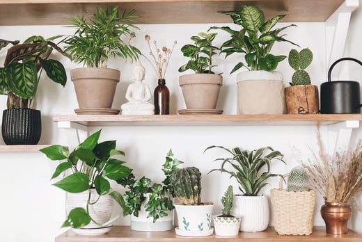 indoor-plant-care-online-course-voucher-birmingham-livingsocial