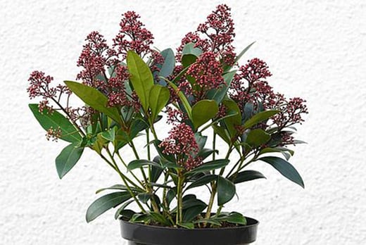 Skimmia Japonica ‘Rubella’ Pots Deal | Plants & Flowers deals in Shop ...