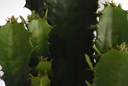 Euphorbia Acruensis Cactus Deal - LivingSocial