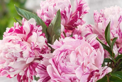 Peony Candy Stripe Plant Voucher Shop Livingsocial