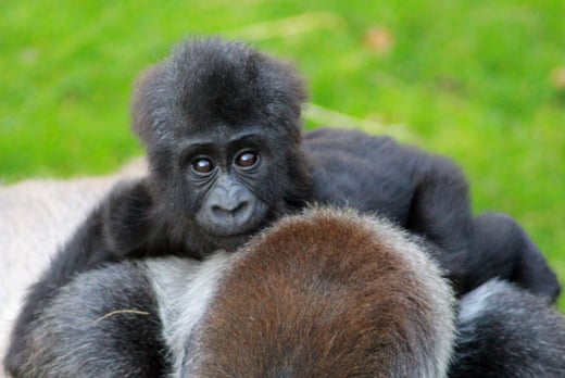 Gorilla Adoption Pack - The Aspinall Foundation