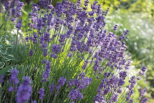 Lavender Hidcote And Munstead Plugs Deal Plants And Flowers Deals In Shop Wowcher