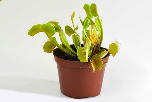 3 Venus Fly Trap Plants Deal - LivingSocial