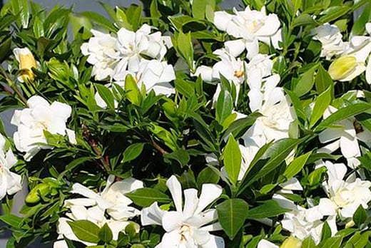 Gardenia 'Celestial Star' Plants Deal - Wowcher