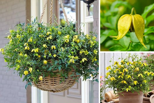 Clematis Little Lemons Plant Offer Southampton Livingsocial