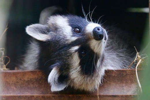 Raccoon Experience Voucher - Telford