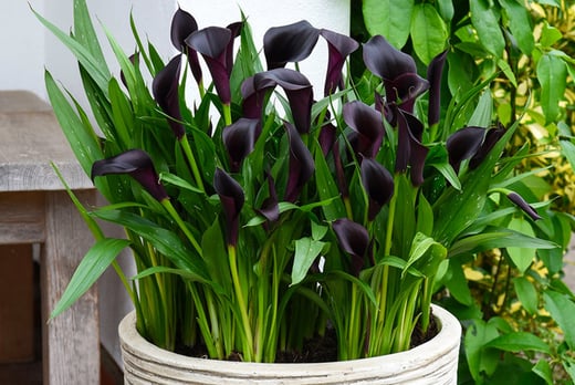 Black Calla Lily Plant Deal | Shop | Wowcher