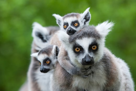 Lemur Stock Image