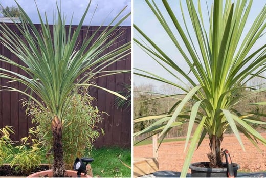 cordyline australis green