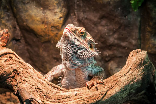 'Meet The Reptiles' Experience Deal 