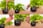 16PCS-Succulent-Planting-Tool-Set-4