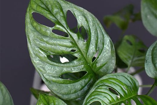 monstera-monkey-leaf-plant-offer-wowcher