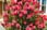 Blooming-Direct---Callistemon-Bottlebrush-Patio-ready-trees1