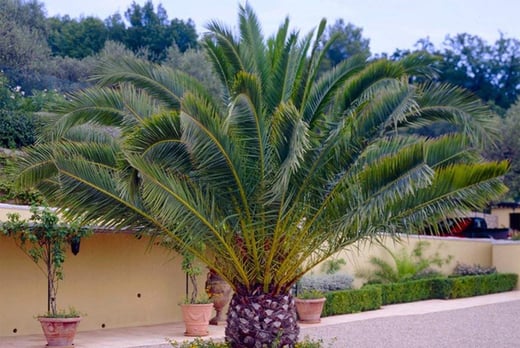 Blooming-Direct---Single-or-Pair-Large-Phoenix-Palm-1M-Tall