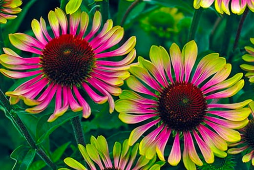 Blooming-Direct---Echinacea-Green-Twister-x1-x2-or-x3s1