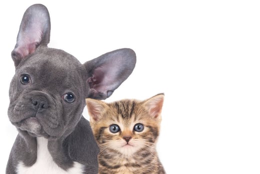 Pet Intolerance Test Voucher