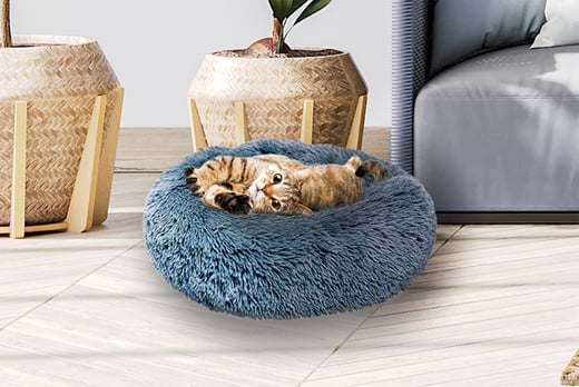 CATBED