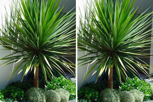 GIANT 4.5-5.5ft ON ARRIVAL Cordyline australis Verde