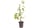 Single-or-Pair-Clematis-'Taiga'-in-9cm-Pots-6
