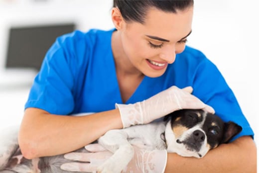 Veterinary-Assistant-Online-Course-Voucher