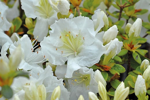 Azalea 'Dwarf Collection’ Voucher - 4 Plants | Shop | Wowcher