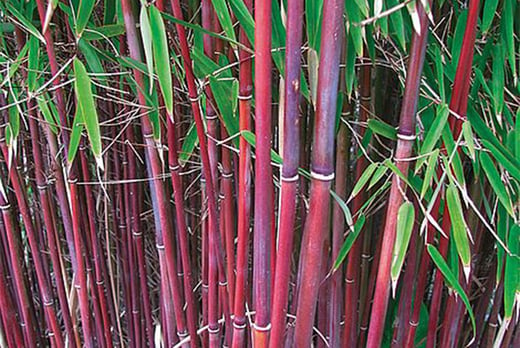 Umbrella Bamboo 'Asian Wonder' Plant Offer - Wowcher