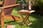 Acacia-Folding-Adirondack-Chair-an-optional-with-Side-Table-4