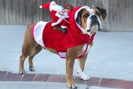 Pet-Dog-Christmas-Clothes-1